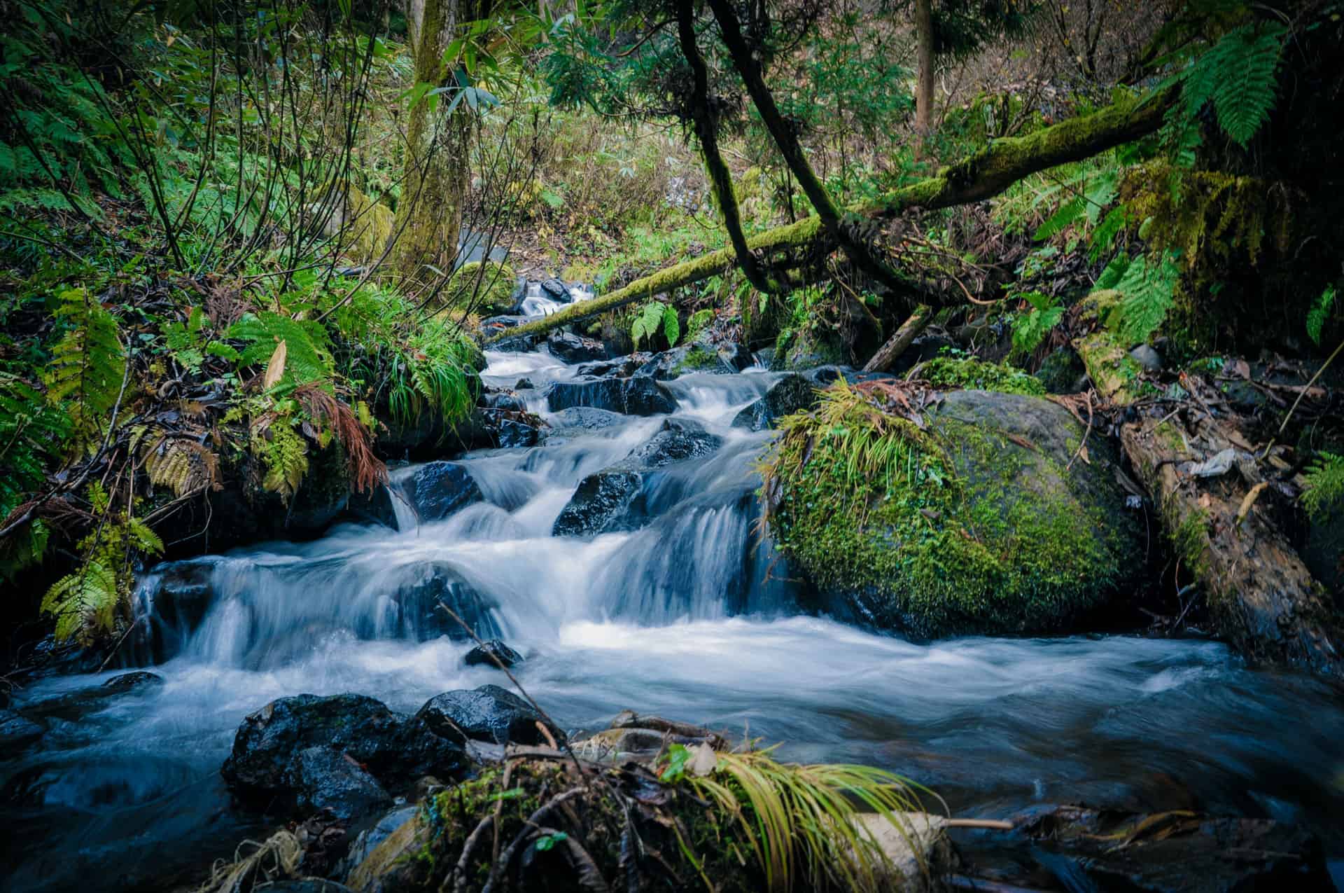 A babbling brook, foliage, rocks and moss.