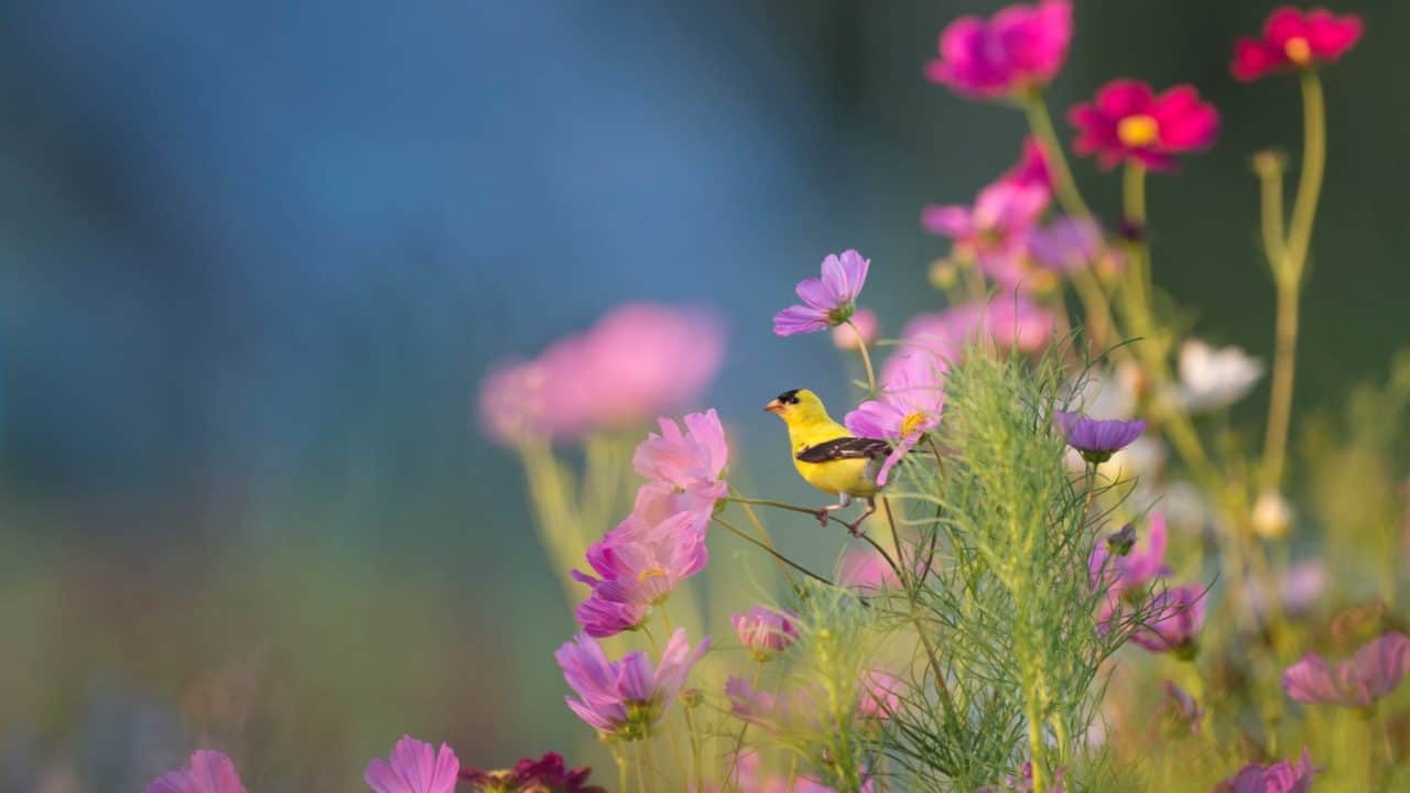 Close up of small, yellow bird standing on a stem of pink and magenta flowers.