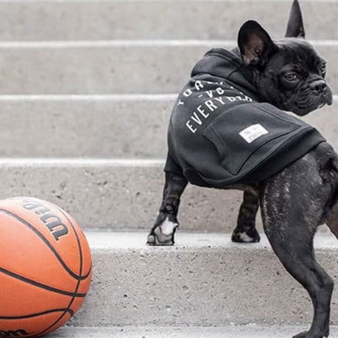 French bull dog wearing sweatshirt standing next to basketball