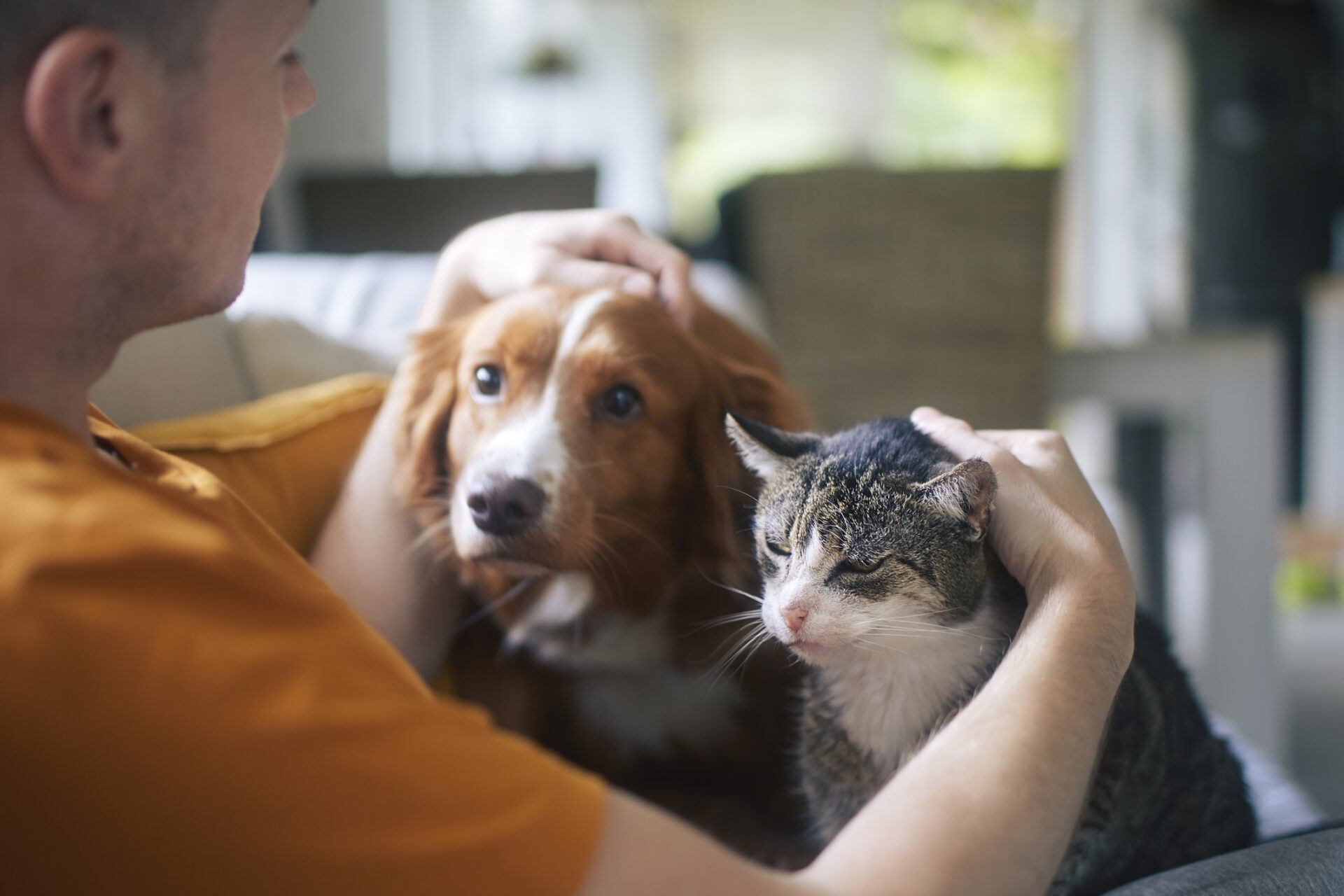 Man sitting on sofa with domestic animals. Pet owner stroking his old cat and dog together.