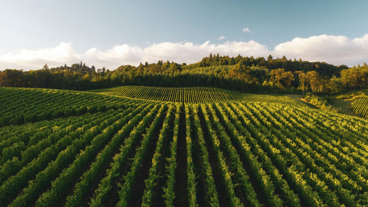 View of a vineyard at sunrise with rolling hills and trees in the distance.